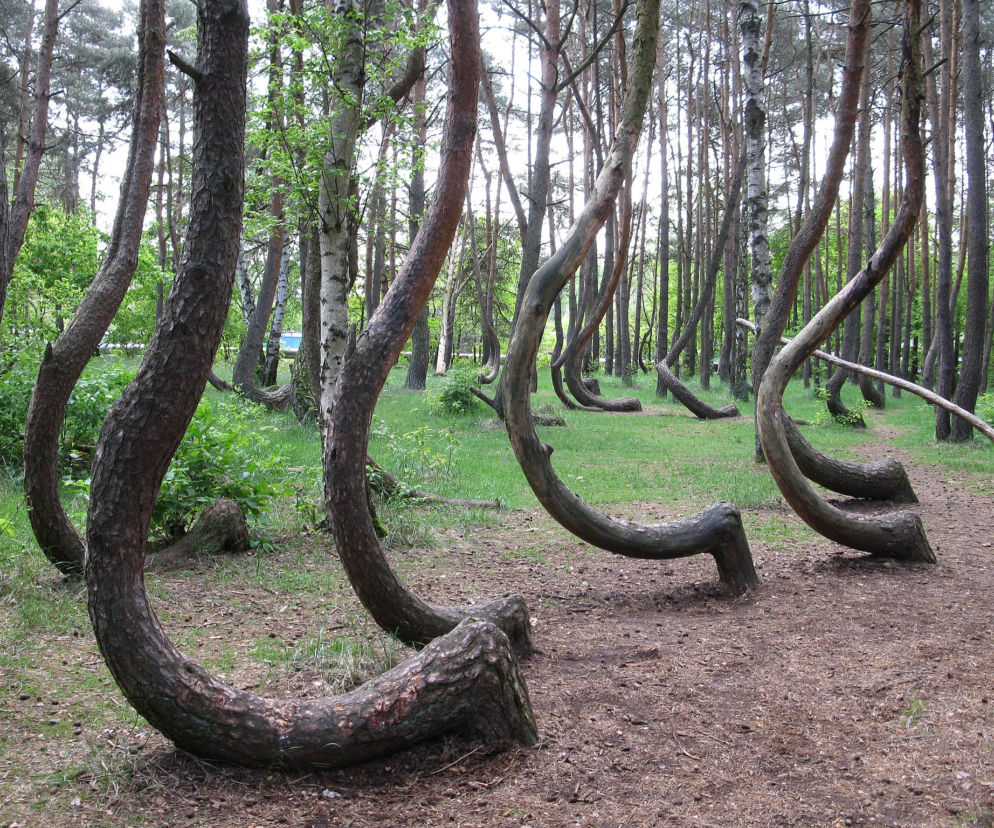 Wycięto drzewa w Krzywym Lesie pod Gryfinem