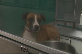 Zamknęli dwuletnią córkę w pokoju z agresywnym psem. Dziecko nie przeżyło