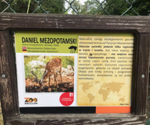 Daniele Mezopotamskie