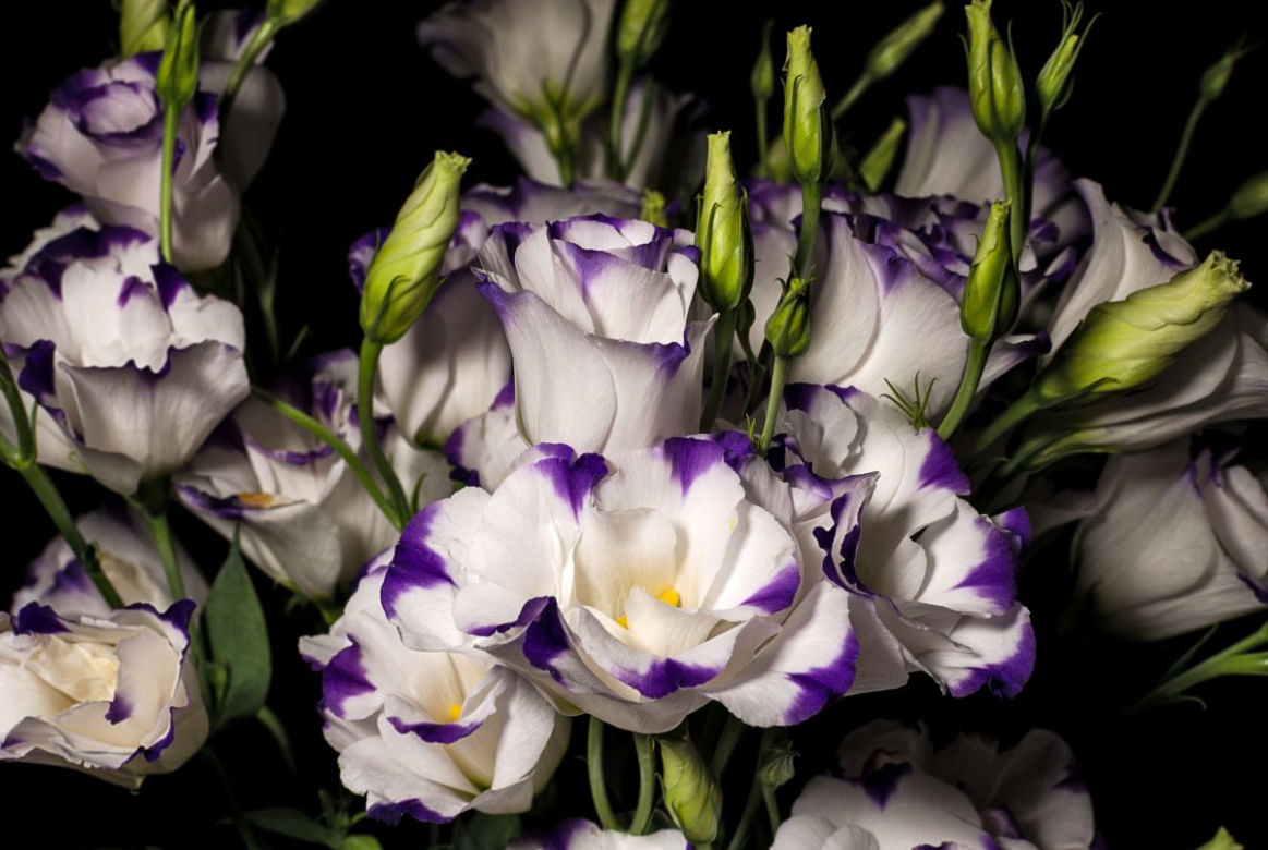 Eustoma