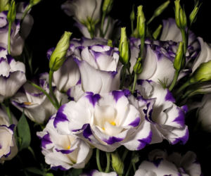 Eustoma
