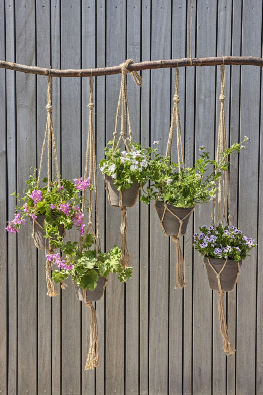 Wiszące pelargonie