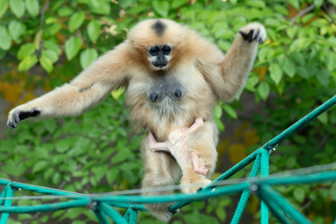 We wrocławskim zoo przyszedł na świat gibon białopoliczkowy