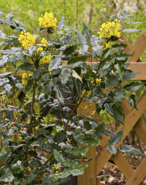 Mahonia pospolita