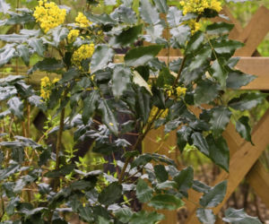 Mahonia pospolita