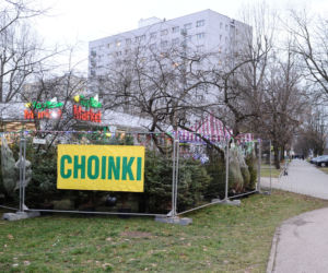 Dokąd po choinki w stolicy? Sprawdziliśmy gdzie jest najtaniej