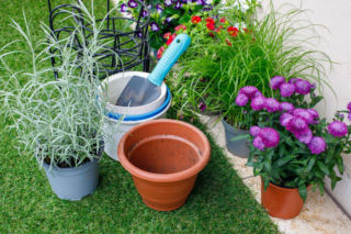 Te kwiaty odmienią balkon pod koniec lata. Posadź je w sierpniu, a będą zdobić go aż do jesieni