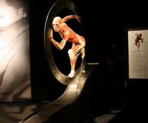 BODY WORLDS – najliczniej odwiedzana wystawa świata powraca do Wrocławia [ZDJĘCIA]
