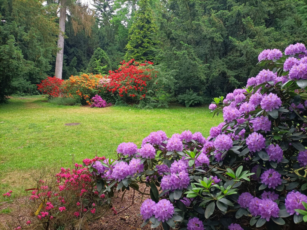 Arboretum Kórnickie - raj dla miłośników pięknych roślin
