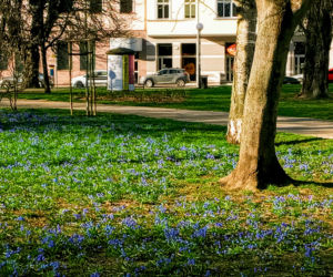 Cebulice kwitną w Szczecinie