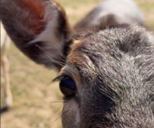 Szokujące nagranie z ogrodu Ewy Gawryluk! Takich gości się nie spodziewała