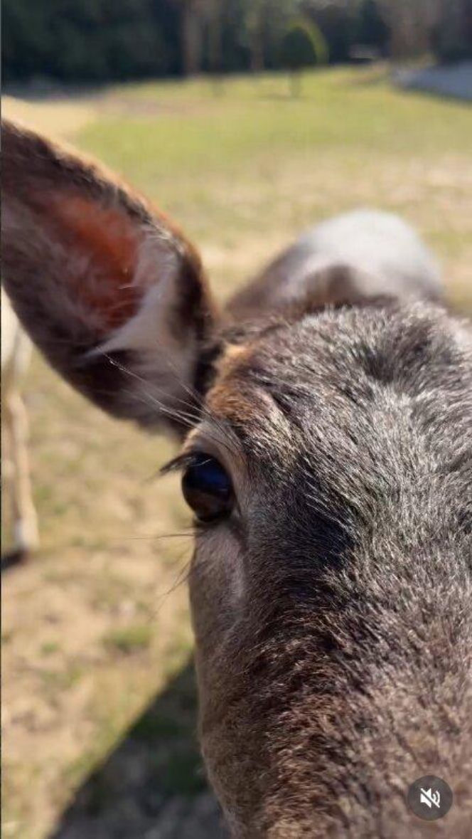 Szokujące nagranie z ogrodu Ewy Gawryluk! Takich gości się nie spodziewała