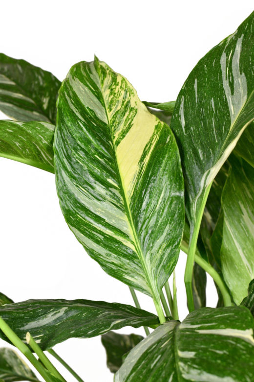 Skrzydłokwiat 'Diamond Variegata'