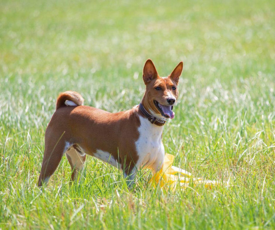 Basenji