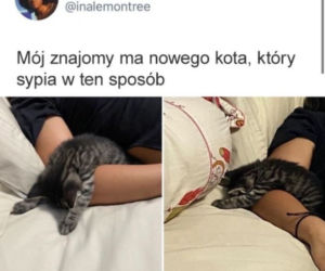Światowy Dzień Kota 2022. Zobacz najśmieszniejsze obrazki i MEMY z kotami! 