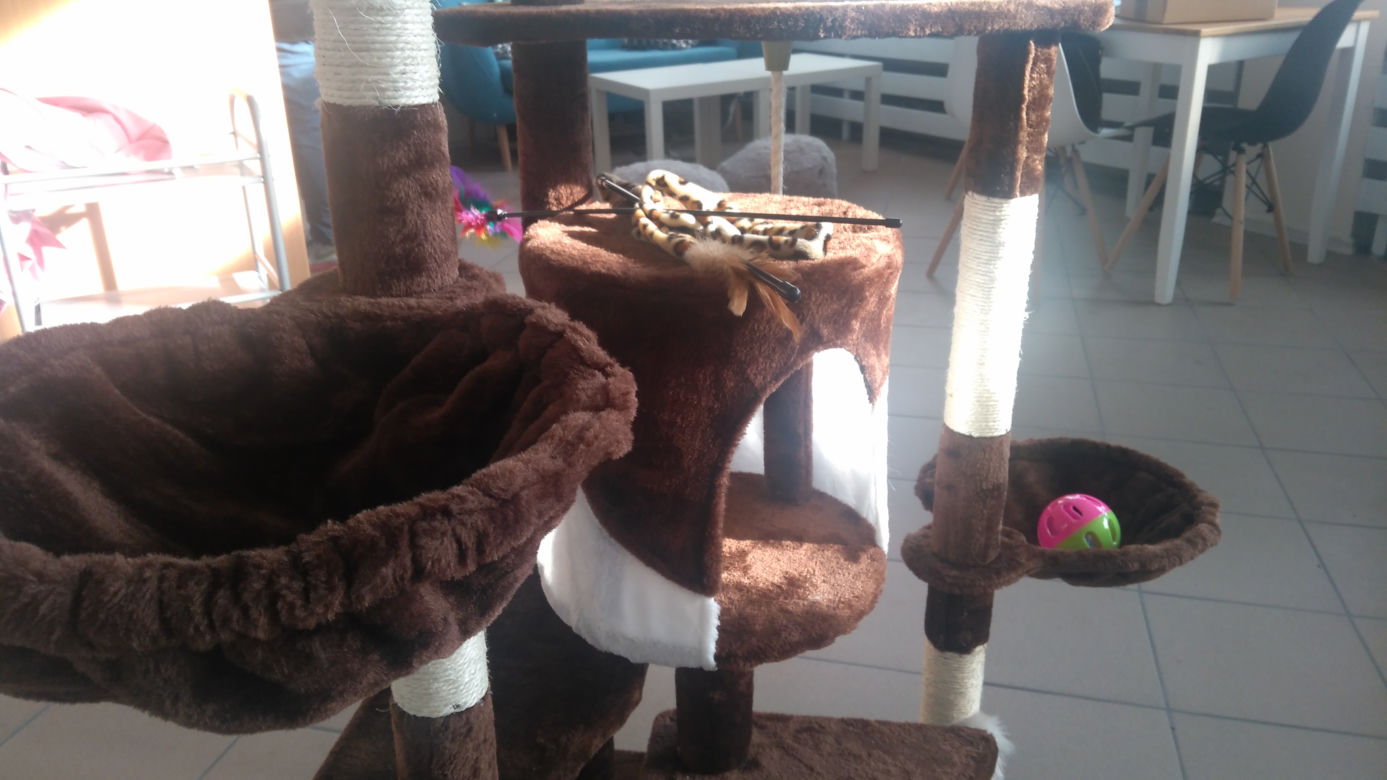 Kot Cafe