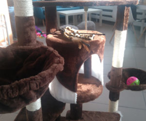 Kot Cafe