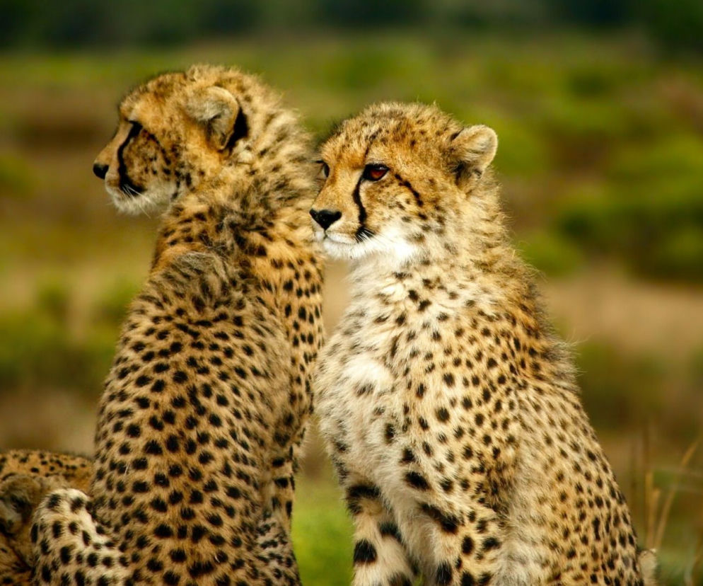 Gepard