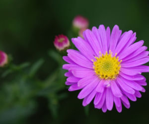 Aster krzaczasty