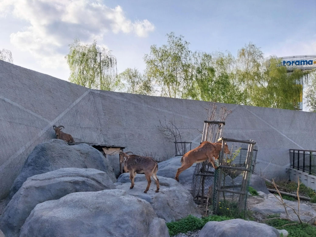 Wiosenny spacer w zamojskim zoo
