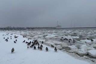 Czesi szukają skarbu! Szaleństwo na Mierzei Wiślanej