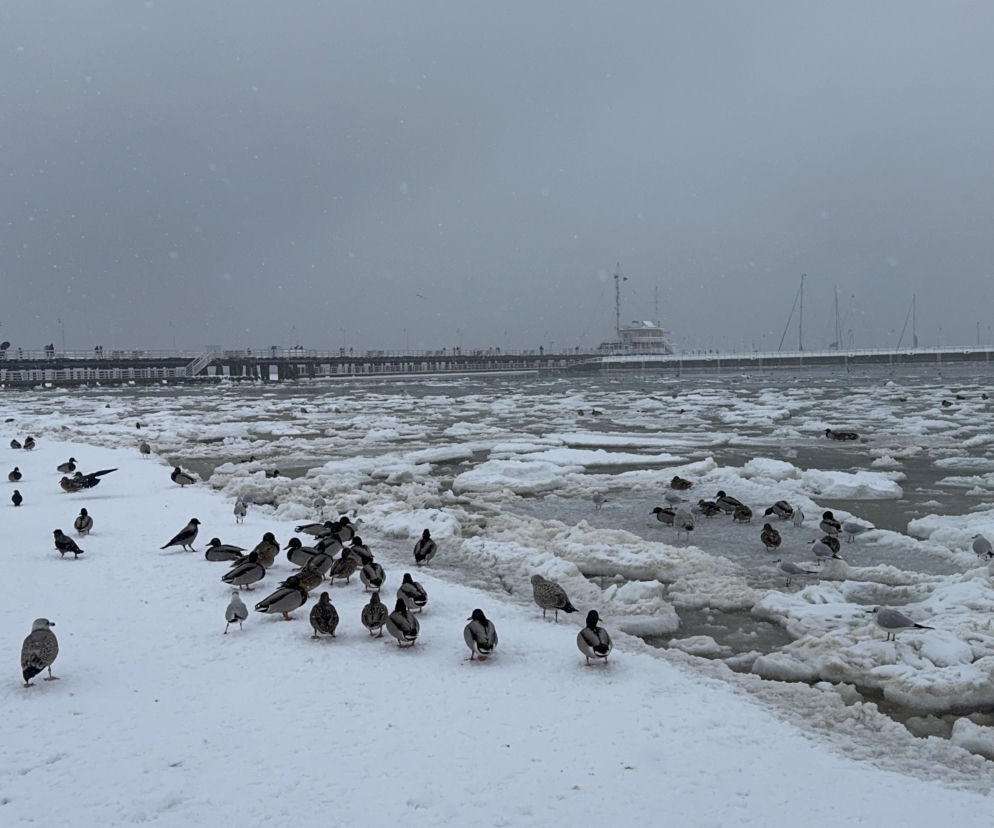 Czesi szukają skarbu nad Bałtykiem! Mają duże szanse