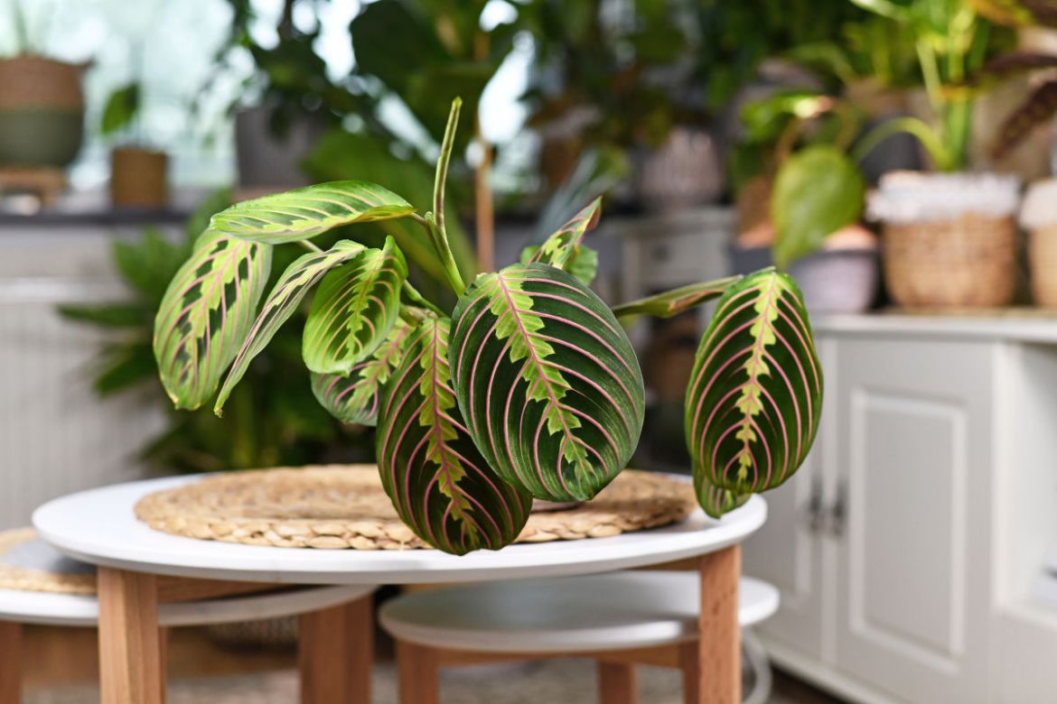 Maranta