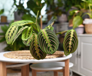 Maranta leuconeura 'Fascinator Tricolor'