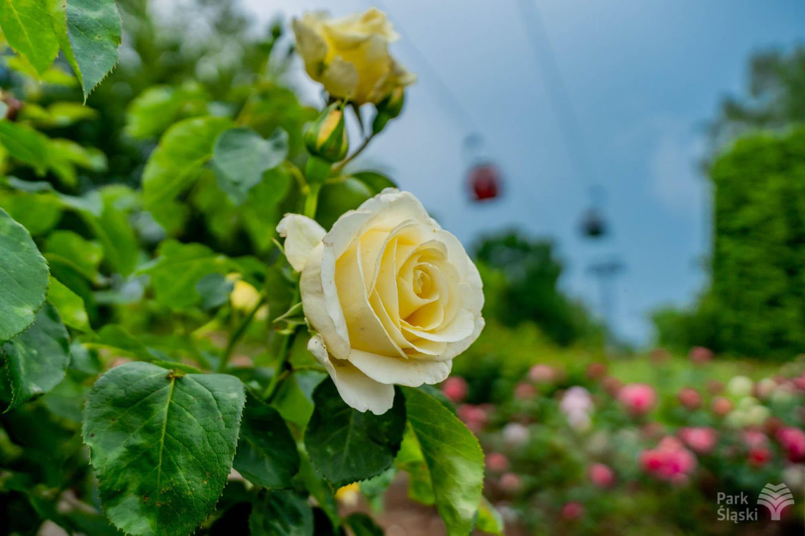 Rosarium w Parku Śląskim