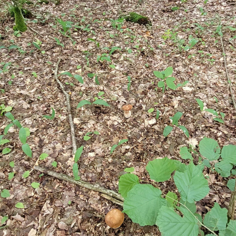 Wysyp grzybów w woj. lubelskim! Wszyscy chwalą się obfitymi zbiorami! Zobacz