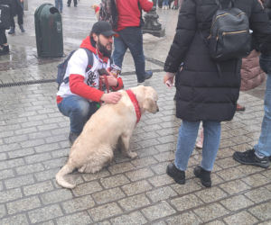 34. finał WOŚP w Krakowie. Golden Retrievery na Rynku Głównym
