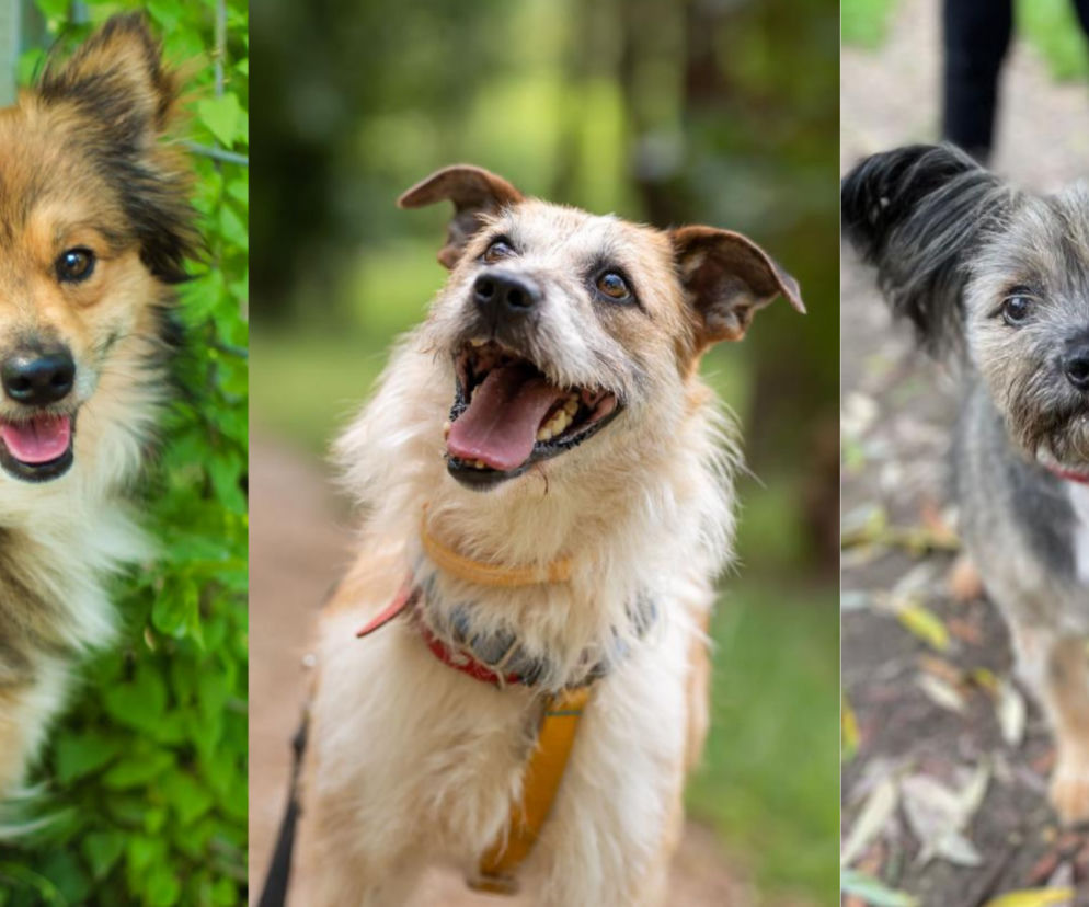 Kundelki do adopcji ze Schroniska Na Paluchu