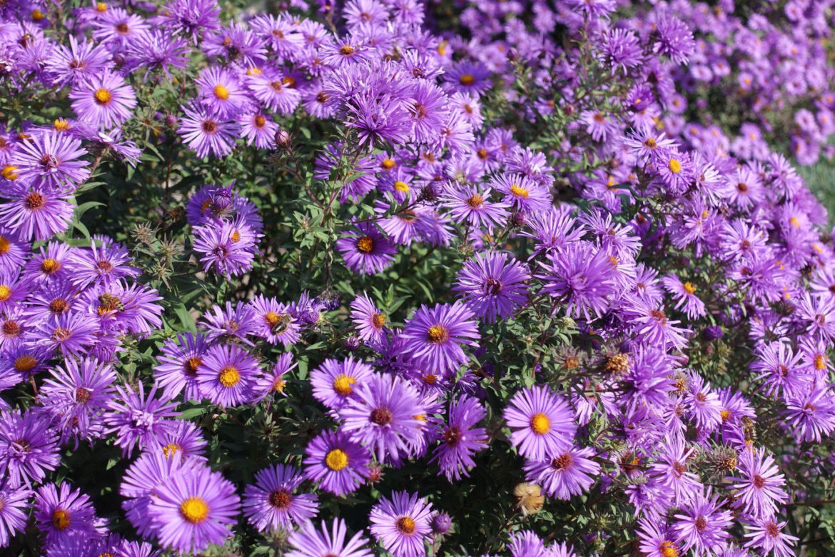 Aster nowoangielski
