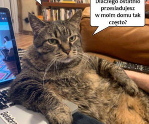 Dziś mija rok od wykrycia koronawirusa w Polsce [MEMY]