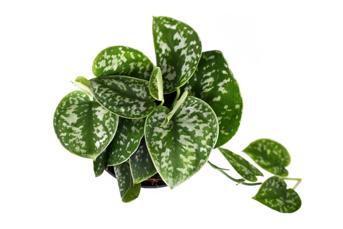 Scindapsus pstry
