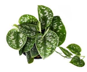 Scindapsus pstry