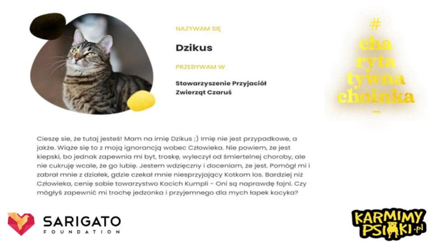 Charytatywna Choinka dla bezdomnych psów i kotów. Każdy może pomóc!