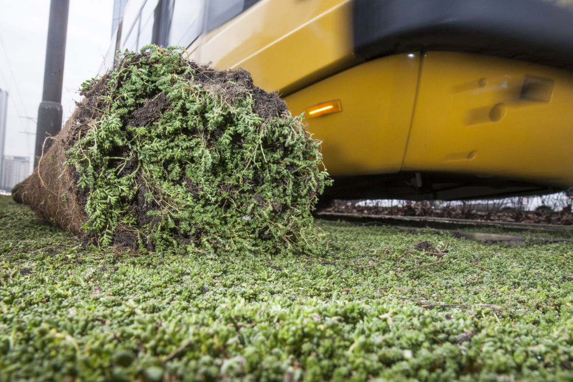 Tramwajarze zazielenili torowiska w centrum 