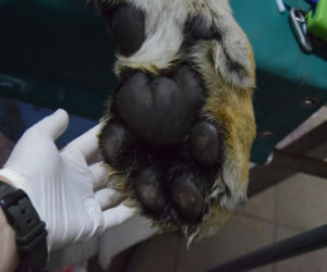 Operacja tygrysa w poznańskim ZOO