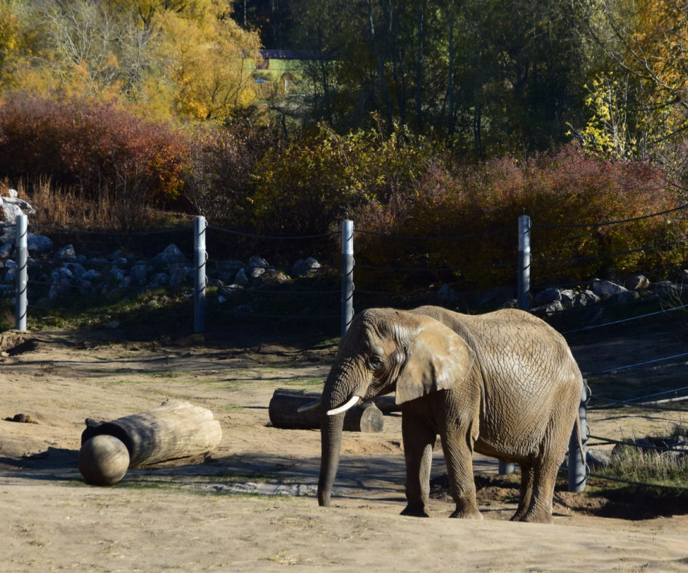Nowe ZOO / zdjęcie ilustracyjne