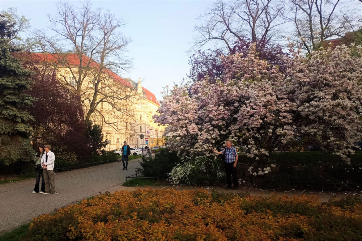 Magnolie w Szczecinie