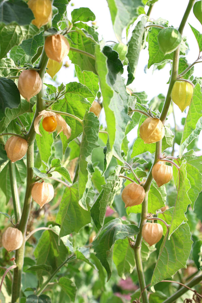 Miechunka peruwiańska