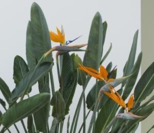 Jak dbać o strelicję?