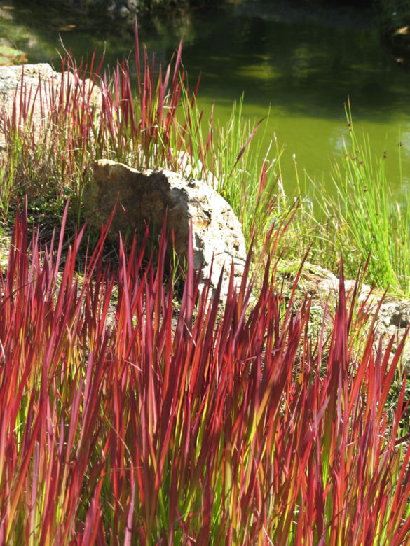 Imperata cylindryczna 'Red Baron'