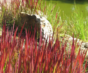 Imperata cylindryczna 'Red Baron'