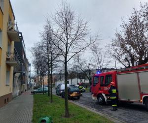 Pies na balkonie