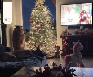 Gwiazdy wystroiły wille na święta! Przetakiewicz, Kurzopki i Rozenek wydali grube tysiące!