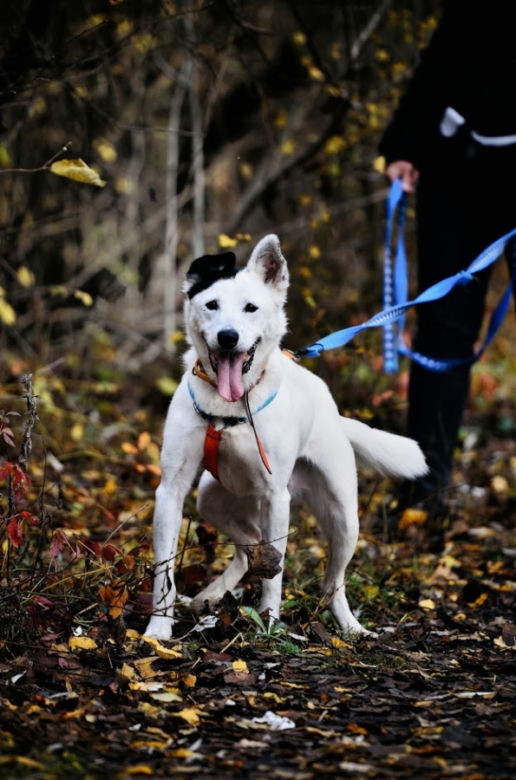 Marley - pies do adopcji
