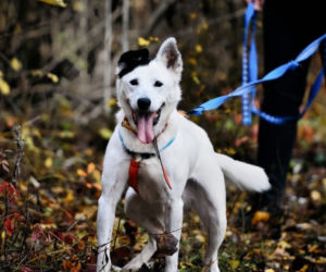 Marley - pies do adopcji