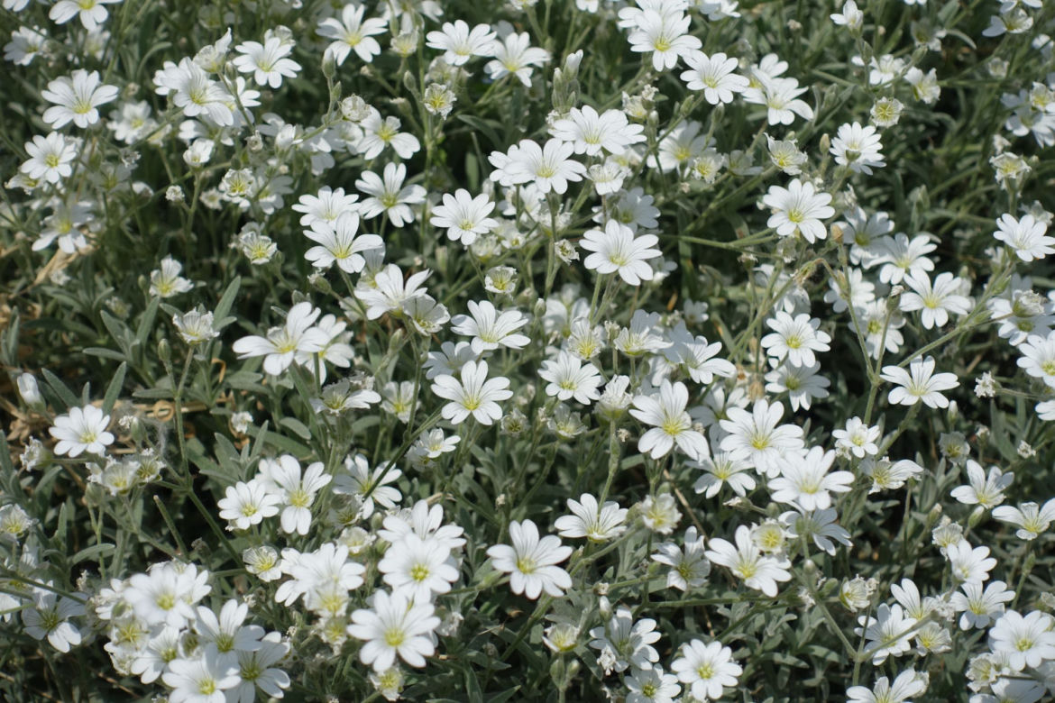 Rogownica kutnerowata